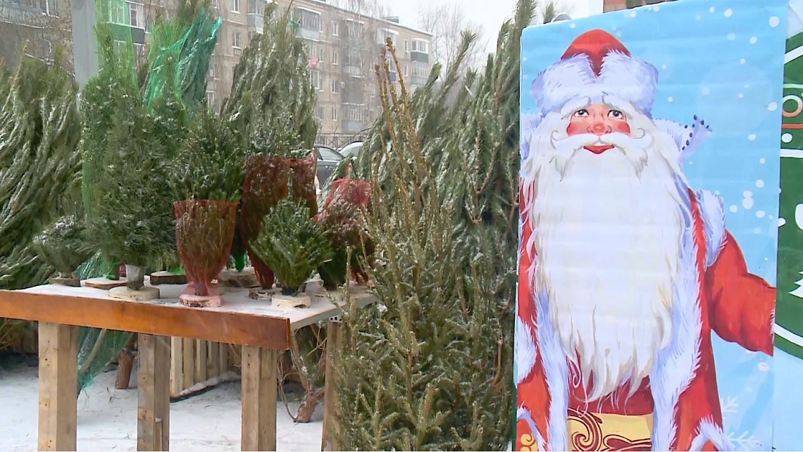 Пензенцам рассказали, как в этом году будет организована работа елочных базаров