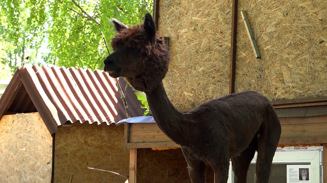 В Пензенском зоопарке появились новые животные