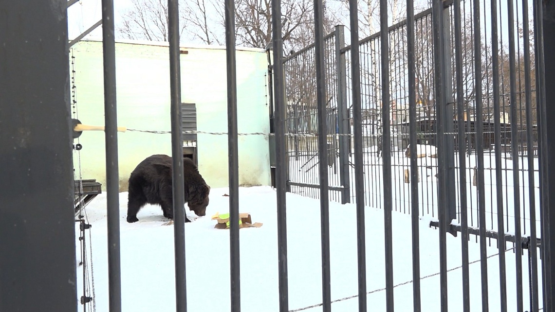 В Пензенском зоопарке отметили День медведя