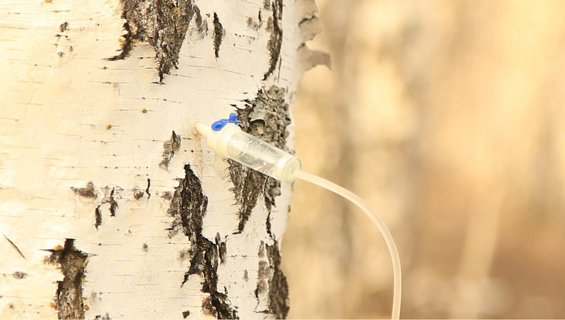 В Пензенской области начали собирать березовый сок