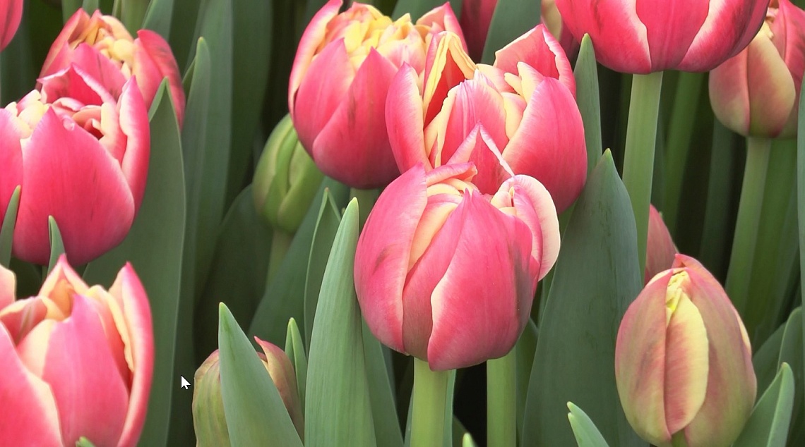 Семья из Пензенской области начала выращивать тюльпаны в теплице