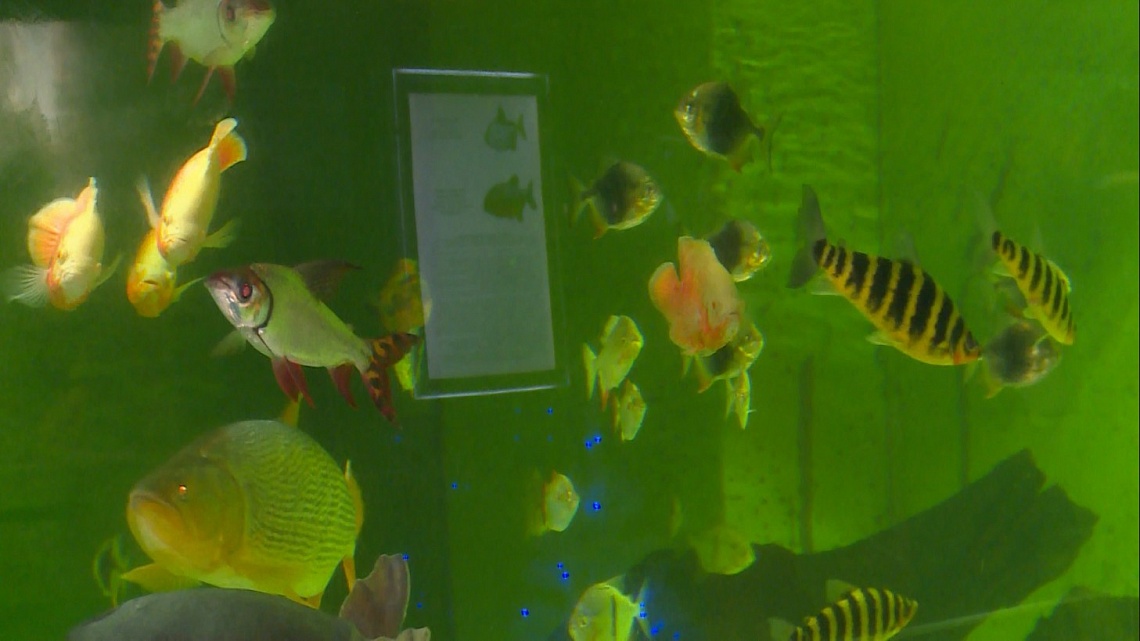 В Пензе для школьников прошла экскурсия «Закулисье океанариума»