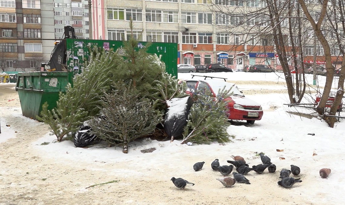 В Пензе стартовала экологическая акция под названием «Спаси елку»