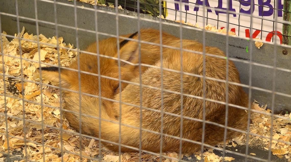 Внимание общественников привлекла выставка животных, которая открылась в одном из торговых центров Пензы