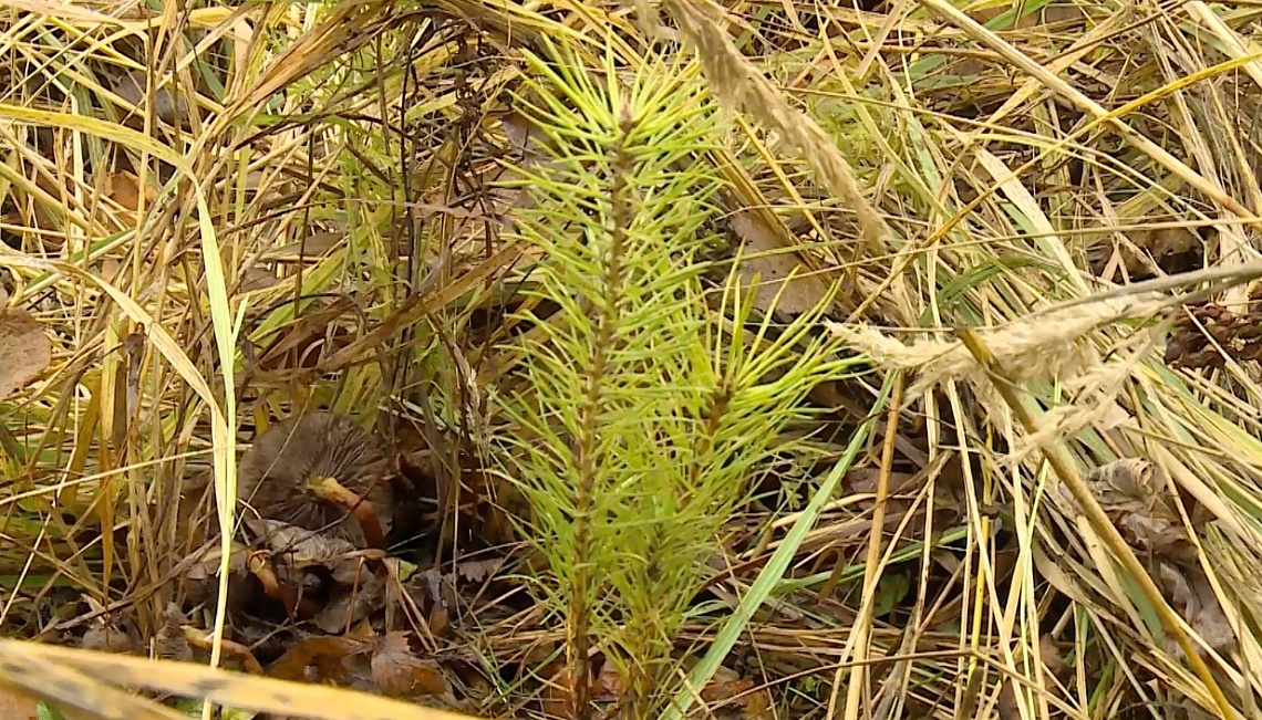 Пензенские теплоэнергетики присоединились к экологической акции «Деревья – городам Т Плюс»