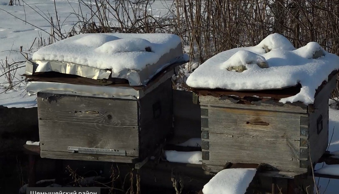 Супруги из Шемышейского района подарили бойцам  СВО полторы тонны меда