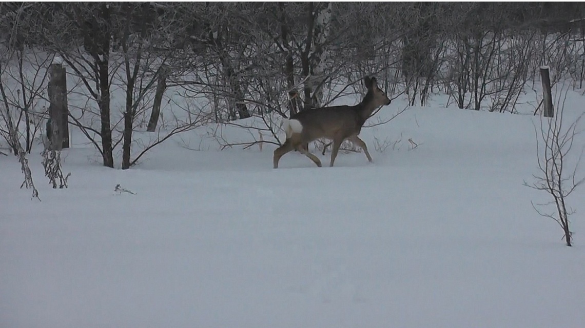 В Пензенской области браконьеры убили девять животных