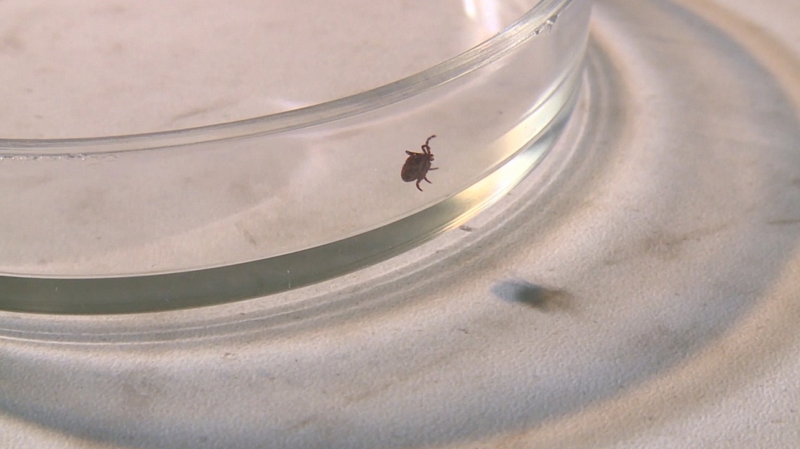 В Пензенской области от укусов клещей пострадали 756 человек