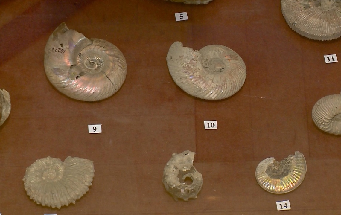 В Пензе коллектив краеведческого музея получил лицензию на производство палеонтологических работ в Малой Сердобе