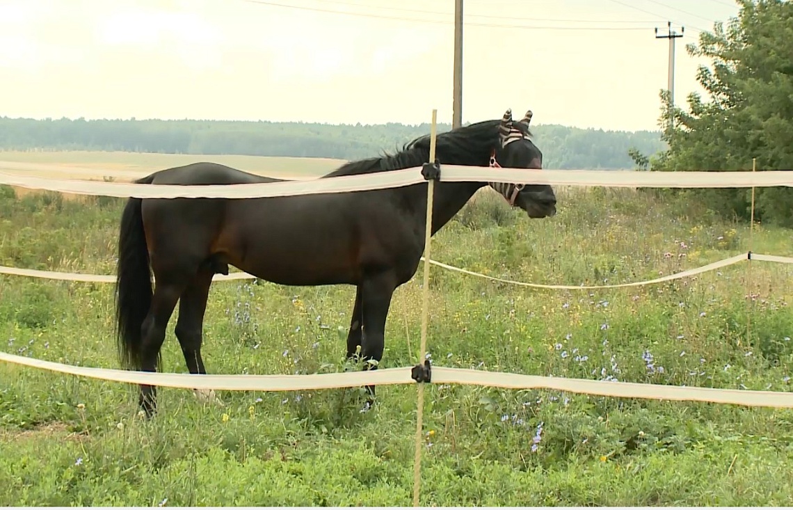 В селе Калинино Пензенского района из конюшни выкрали лошадей