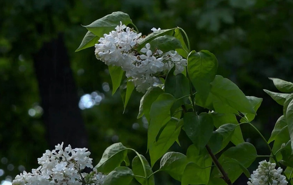 Сегодня отмечается Международный день сирени