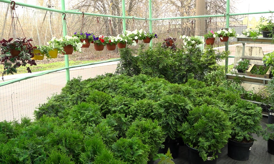 К открытию дачного сезона Пензенский тепличный комбинат подготовил для садоводов рассаду