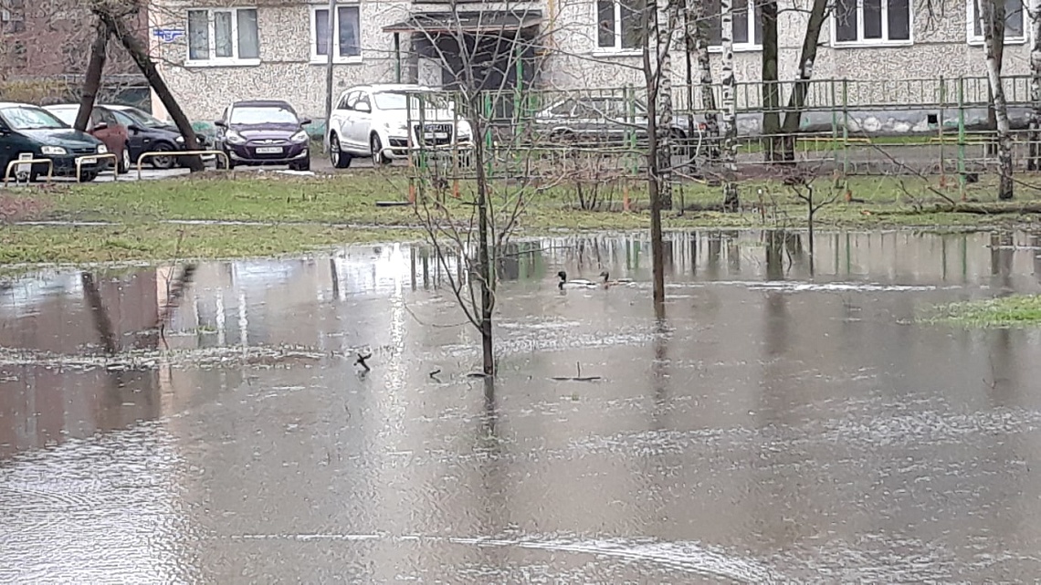 Во дворе на ул. Суворова образовалась большая лужа с утками